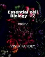 Essential cell biology-7 