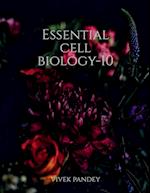 Essential cell biology-10 