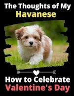 The Thoughts of My Havanese