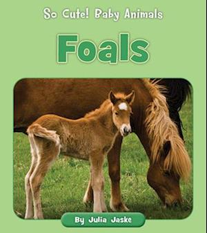 Foals