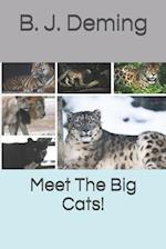 Meet The Big Cats!