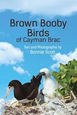 Brown Booby Birds of Cayman Brac