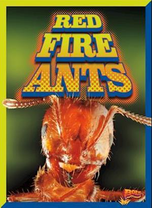 Red Fire Ants