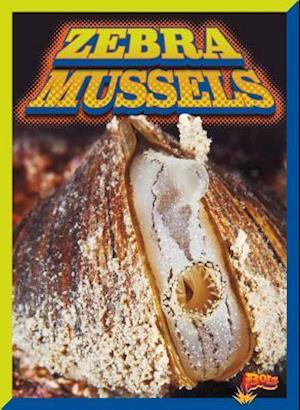 Zebra Mussels