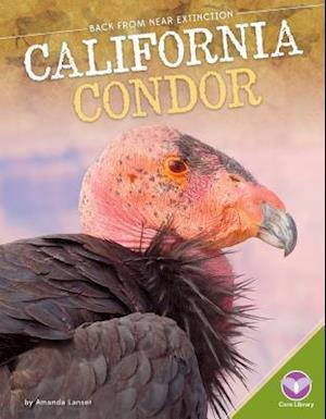 California Condor