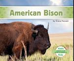 American Bison