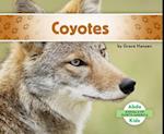 Coyotes