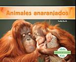 Animales Anaranjados (Orange Animals) (Spanish Version)