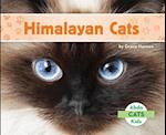 Himalayan Cats