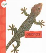 El Geco (Geckos)