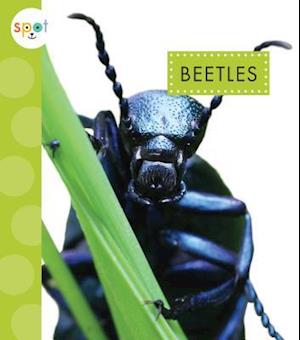 Beetles