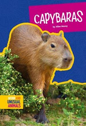 Capybaras