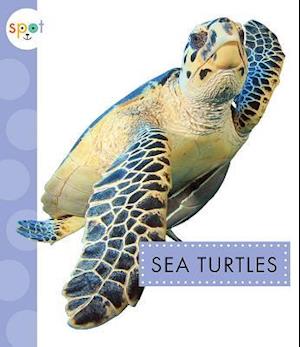 Sea Turtles