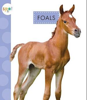 Foals