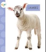 Lambs