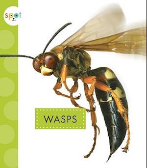 Wasps