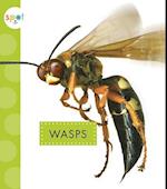 Wasps