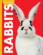 Curious about Rabbits