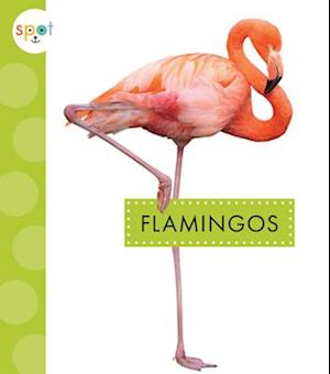 Flamingos