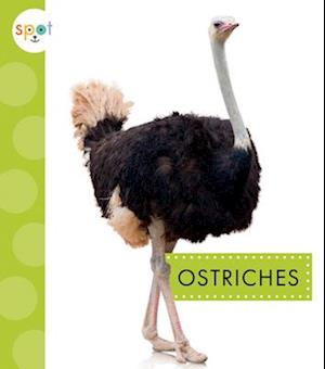 Ostriches