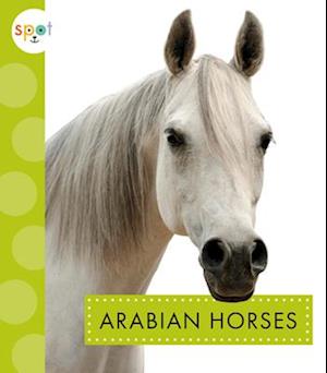 Arabian Horses