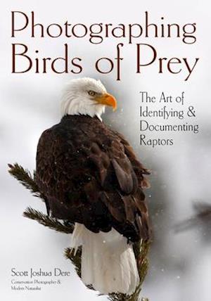 Photographing Birds of Prey