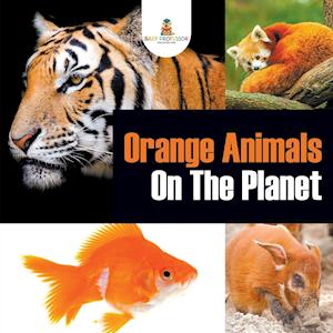 Orange Animals On The Planet