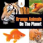 Orange Animals On The Planet