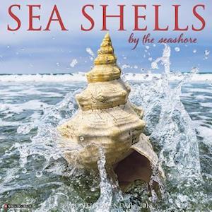 Sea Shells 2018 Wall Calendar