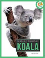 Spotlight on Nature: Koala