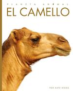 El Camello