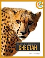 Cheetah