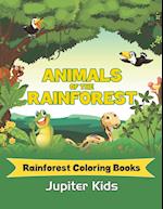 Animals Of The Rainforest