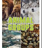 Animal Groups