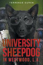University Sheepdog in Westwood, L.A.