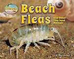 Beach Fleas and Other Tiny Sand Animals