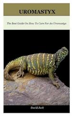 Uromastyx