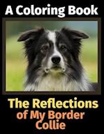 The Reflections of My Border Collie