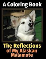 The Reflections of My Alaskan Malamute