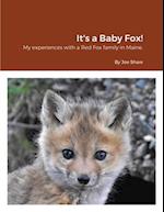 It's a Baby Fox!