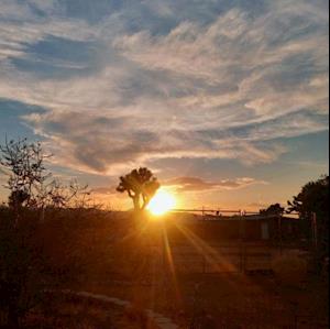 How to Grow Desert Trees and Start a Desert Forest