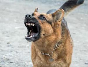 Deleterious Effects of Dog  Barking