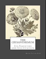 The Crysanthemum