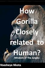 How Gorilla Closely Related to Human?