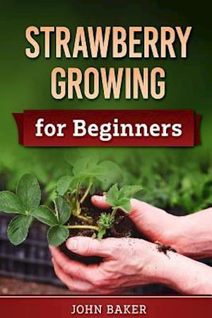 Strawberry Growing for Beginners