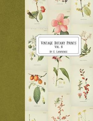 Vintage Botany Prints