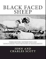 Black Faced Sheep