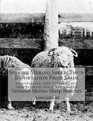 Spanish Merino Sheep