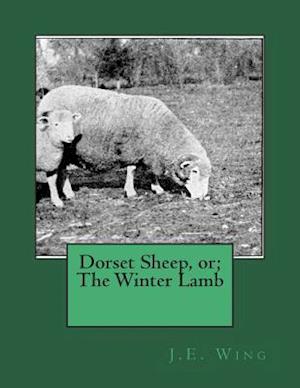 Dorset Sheep, Or; The Winter Lamb