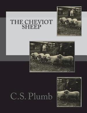 The Cheviot Sheep